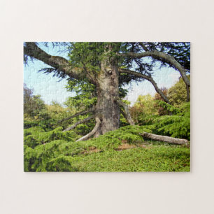 Cedar-of-Libanon - Boom Foto Puzzle met Gift Box Legpuzzel