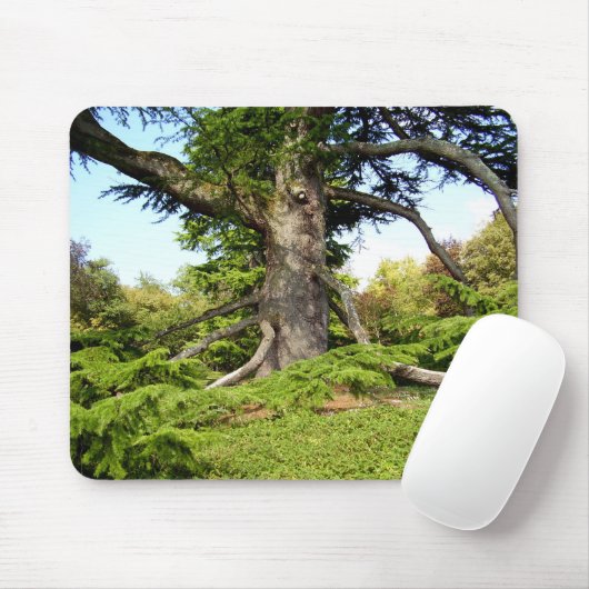 Cedar-of-Libanon-boommuis Muismat (Met muis)