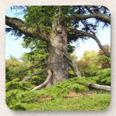 Cedar-of-Libanon Tree Hard Onderzetter van kunstst (Voorkant)