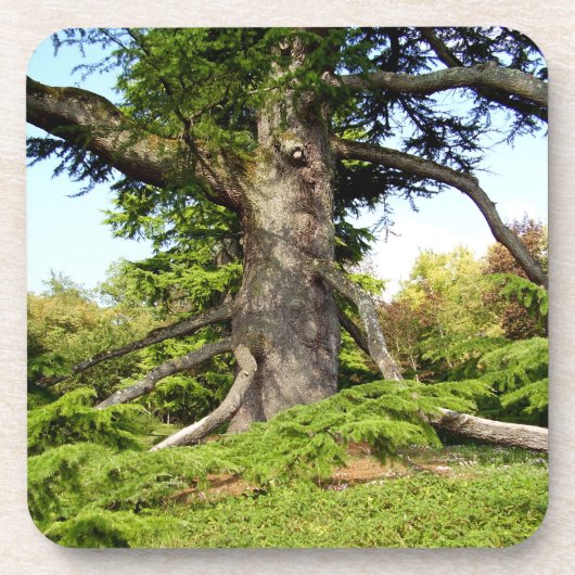 Cedar-of-Libanon Tree Hard Onderzetter van kunstst (Voorkant)