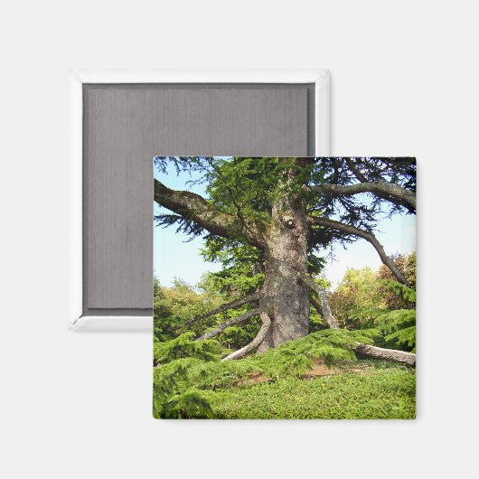 Cedar-of-Libanon Tree Magnet (Voorkant / Achterkant)