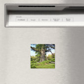 Cedar-of-Libanon Tree Magnet (Insitu (Vaatwasser))