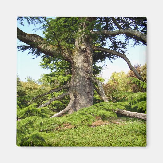 Cedar-of-Libanon Tree Magnet (Voorkant)