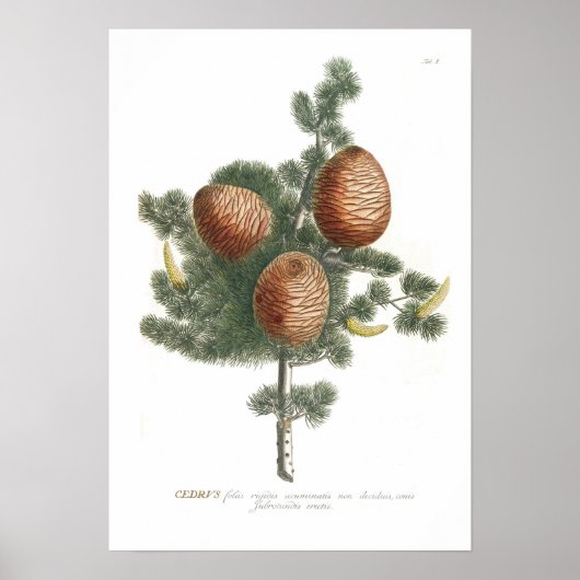 Cedar Poster (Voorkant)