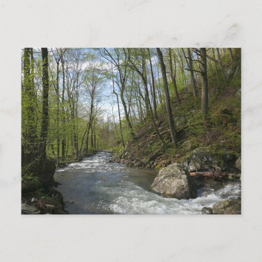 Cedar Run op White Oak Canyon Briefkaart (Voorkant)