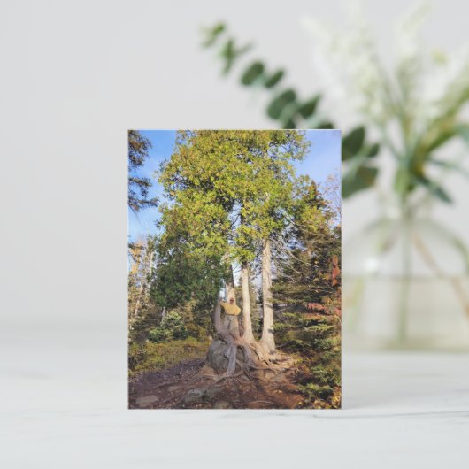 Cedar Throne Tettegouche Minnesota Briefkaart (Staand voorkant)