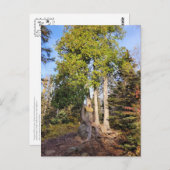 Cedar Throne Tettegouche Minnesota Briefkaart (Voorkant / Achterkant)