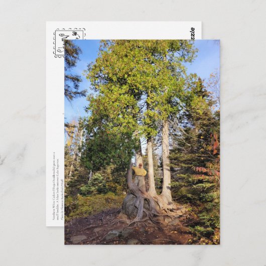 Cedar Throne Tettegouche Minnesota Briefkaart (Voorkant / Achterkant)