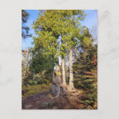 Cedar Throne Tettegouche Minnesota Briefkaart (Voorkant)