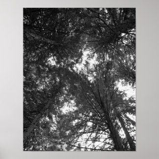Cedar Tree Black en White Natuur Forest Poster