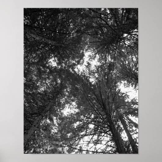Cedar Tree Black en White Natuur Forest Poster (Voorkant)