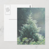 Cedar Tree-Briefkaart Briefkaart (Voorkant / Achterkant)