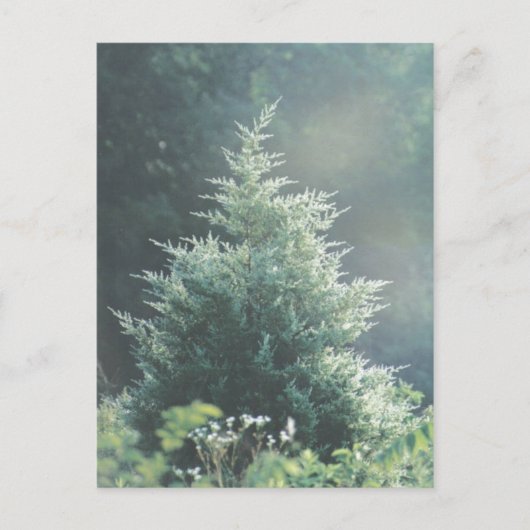 Cedar Tree-Briefkaart Briefkaart (Voorkant)