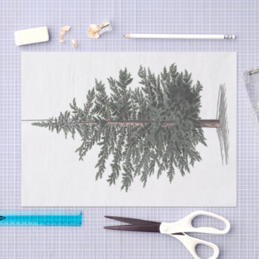 Cedar Tree Plant Tissuepapier (Craft)