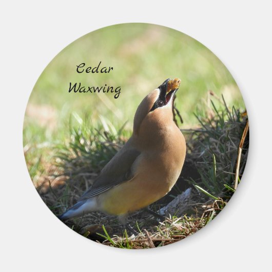 Cedar-wasvogel Magneet (Voorkant)
