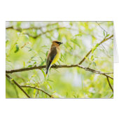 Cedar Waxing (Voorkant Horizontaal)