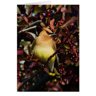 Cedar Waxing