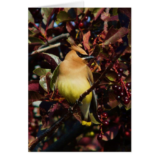 Cedar Waxing (Voorkant)