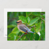 Cedar Waxing Briefkaart (Voorkant / Achterkant)