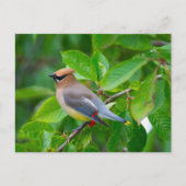 Cedar Waxing Briefkaart (Voorkant)