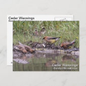 Cedar Waxing Briefkaart (Voorkant / Achterkant)