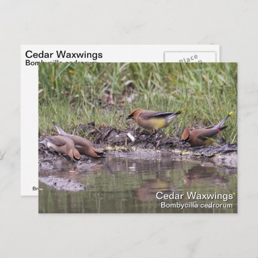 Cedar Waxing Briefkaart (Voorkant / Achterkant)