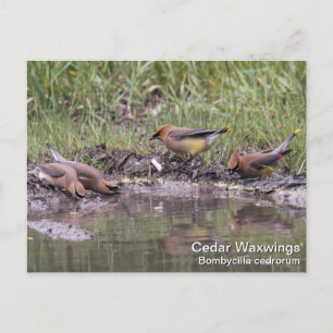 Cedar Waxing Briefkaart