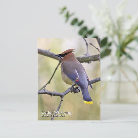 Cedar Waxing Briefkaart (Staand voorkant)