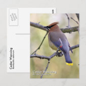 Cedar Waxing Briefkaart (Voorkant / Achterkant)
