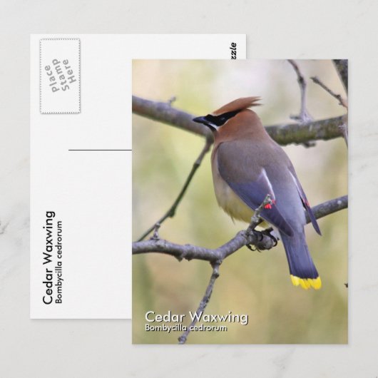 Cedar Waxing Briefkaart (Voorkant / Achterkant)