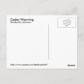 Cedar Waxing Briefkaart (Achterkant)