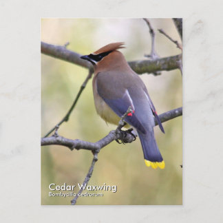 Cedar Waxing Briefkaart