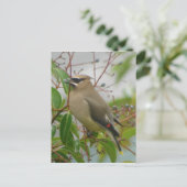 Cedar Waxing Briefkaart (Staand voorkant)