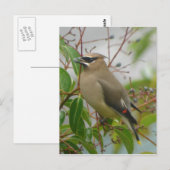 Cedar Waxing Briefkaart (Voorkant / Achterkant)
