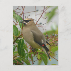 Cedar Waxing Briefkaart