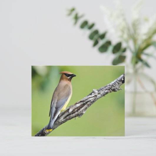 Cedar Waxing Briefkaart (Staand voorkant)