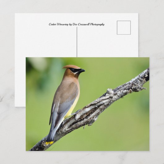 Cedar Waxing Briefkaart (Voorkant / Achterkant)