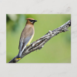 Cedar Waxing Briefkaart