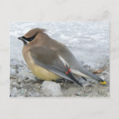 Cedar Waxing Briefkaart (Voorkant)