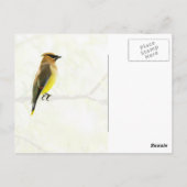Cedar Waxing Briefkaart (Achterkant)