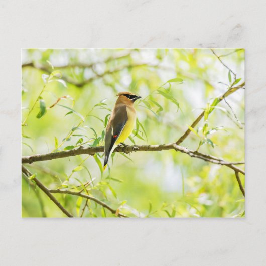 Cedar Waxing Briefkaart (Voorkant)