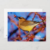 Cedar Waxing Briefkaart (Voorkant / Achterkant)