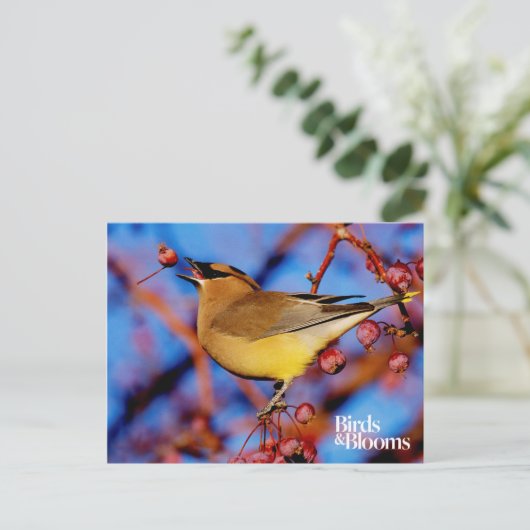 Cedar Waxing Briefkaart (Staand voorkant)