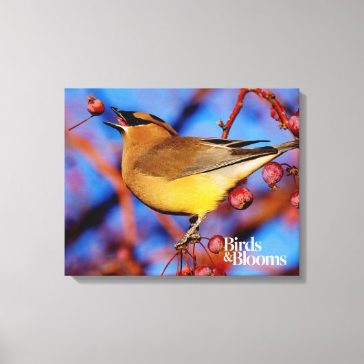 Cedar Waxing Canvas Afdruk (Voorkant)