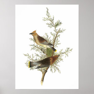 Cedar Waxing door Audubon Poster