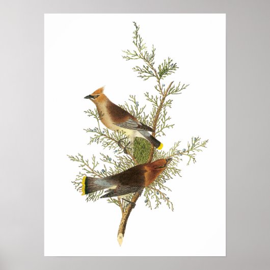 Cedar Waxing door Audubon Poster (Voorkant)