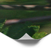 Cedar Waxing Eating Mountain Ash Berry Poster (Hoek)