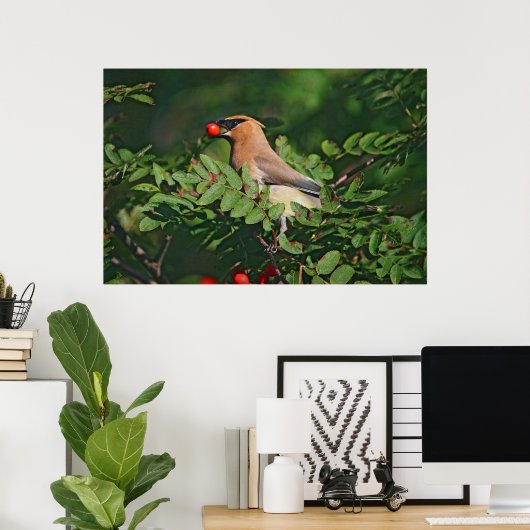 Cedar Waxing Eating Mountain Ash Berry Poster (Thuiskantoor)