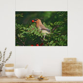 Cedar Waxing Eating Mountain Ash Berry Poster (Keuken)