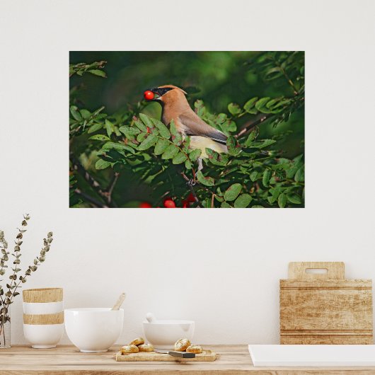 Cedar Waxing Eating Mountain Ash Berry Poster (Keuken)